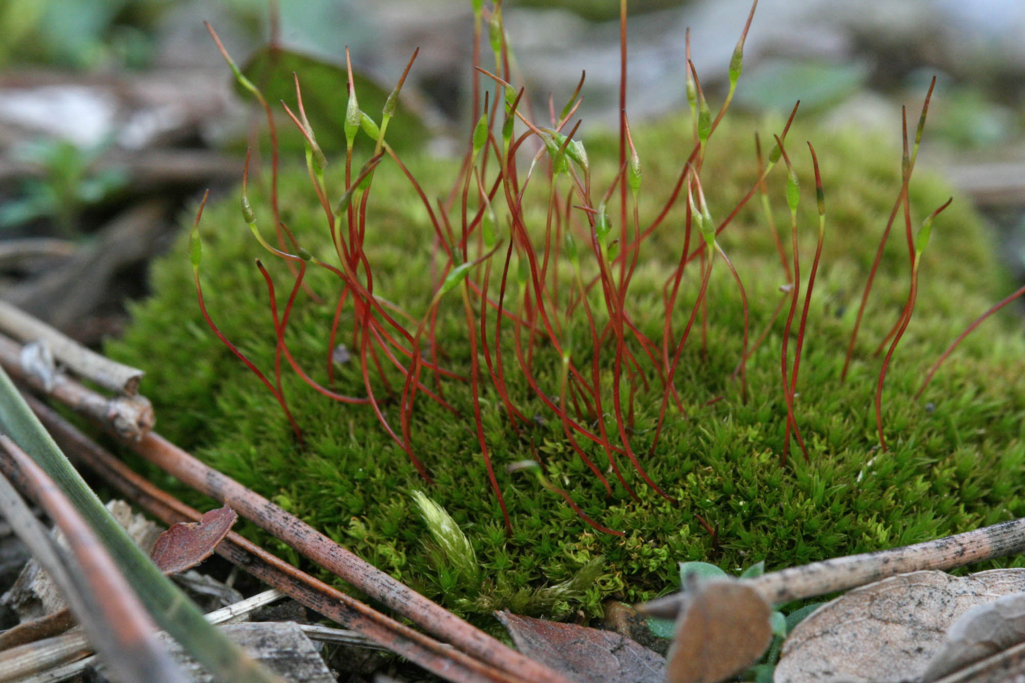 Ceratodon purpureus Tray -- Sun -- Rock walls, patios, moss features.. –  MountainMoss