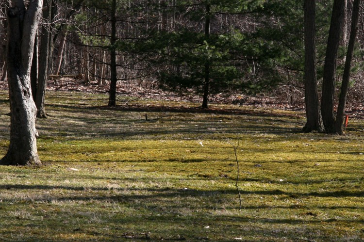 Climacium americanum on residentrial lawn in North Royalton, Cuyahoga County, Ohio. April 6, 2008. 