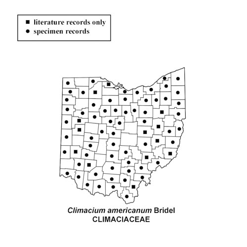 Climacium-americanum