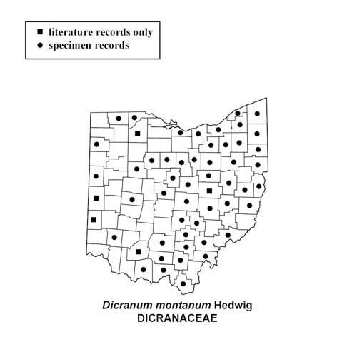 Dicranum-montanum-simplemap