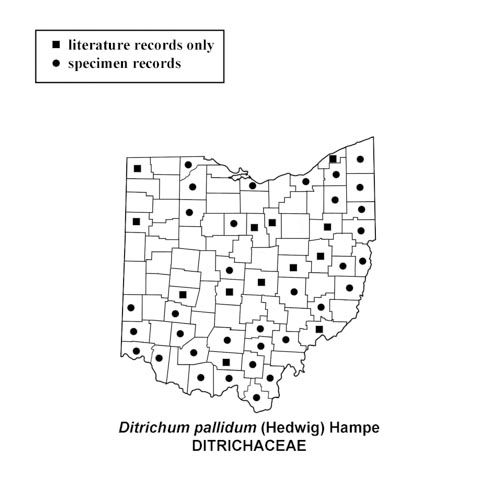 Ditrichum-pallidum