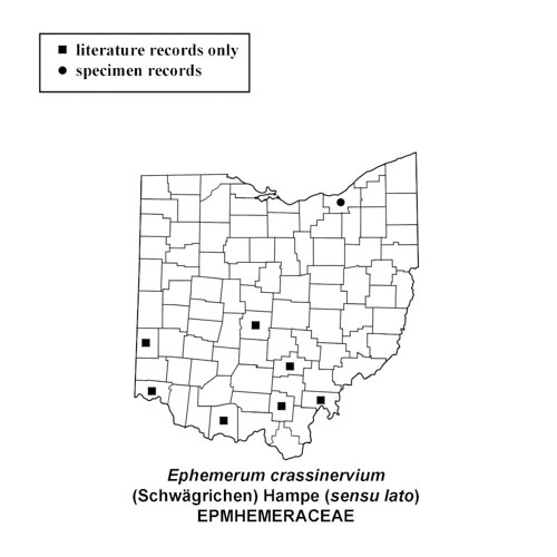 Ephemerum-crassinervium-sensu-lato-simplemap