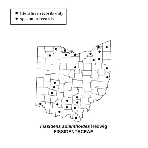 Fissidens-adianthoides