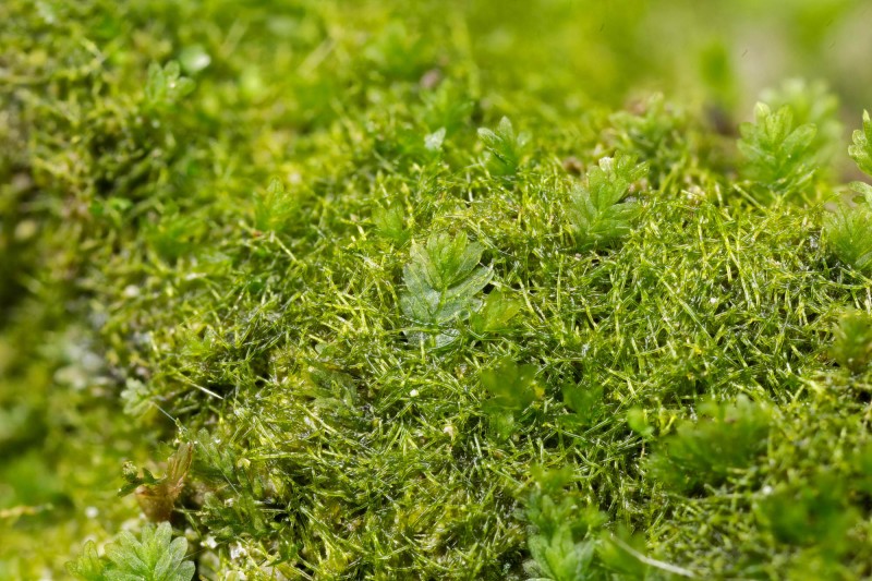 moss-Fissidens bryoides – Ohio Moss and Lichen Association