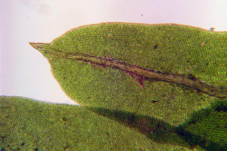 Fissidens taxifolius leaf tip. 