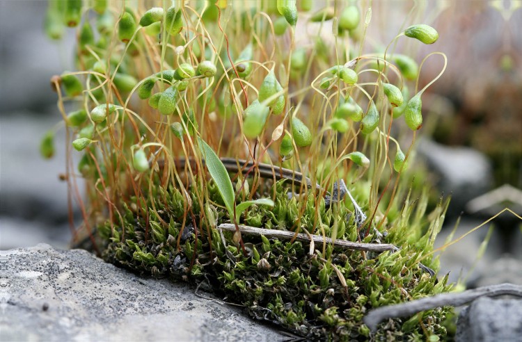 Exploring the Unique World of Funaria glabra Taylor Moss | Outdoor Moss