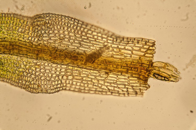 Gymnostomum aeruginosum photo by Bob Klips