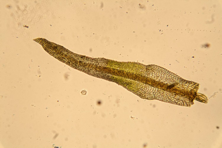 Gymnostomum aeruginosum photp by Bob Klips