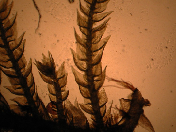 Haplocladium virginianum photo by Bob Klips