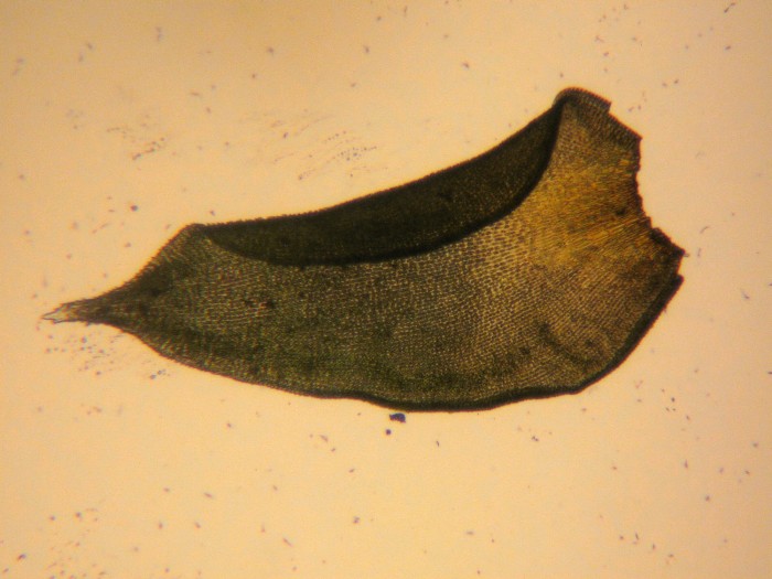 Hedwigia ciliata-12