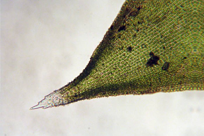 Hedwigia ciliata-21
