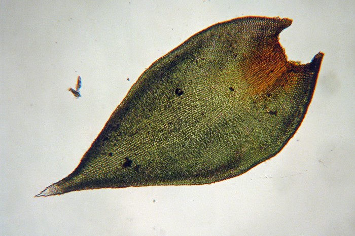 Hedwigia ciliata-22
