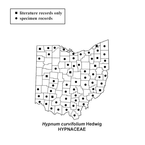 Hypnum-curvifolium-simplemap