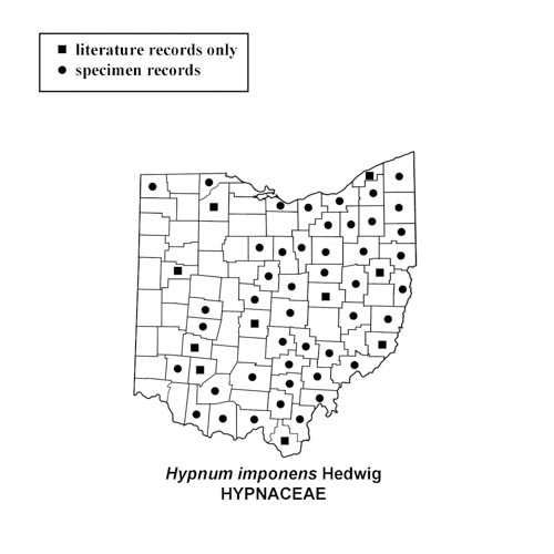 Hypnum-imponens-simplemap