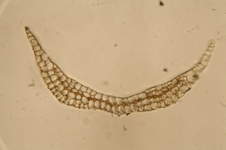 Leucobryum glaucum leaf
