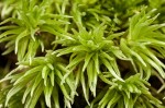 Leucobryum glaucum