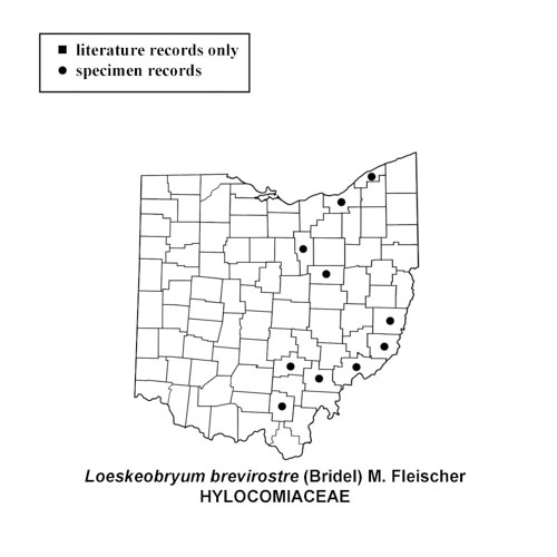 Loeskeobryum-brevirostre-simplemap