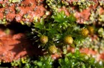 Orthotrichum pumilum