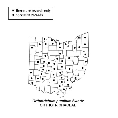 Orthotrichum-pumilum