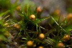 Orthotrichum strangulatum