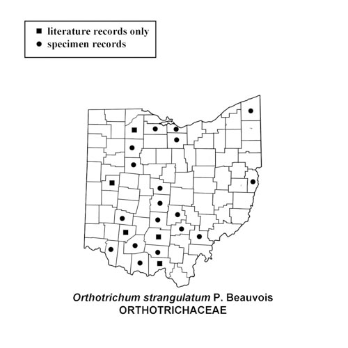 Orthotrichum-strangulatum