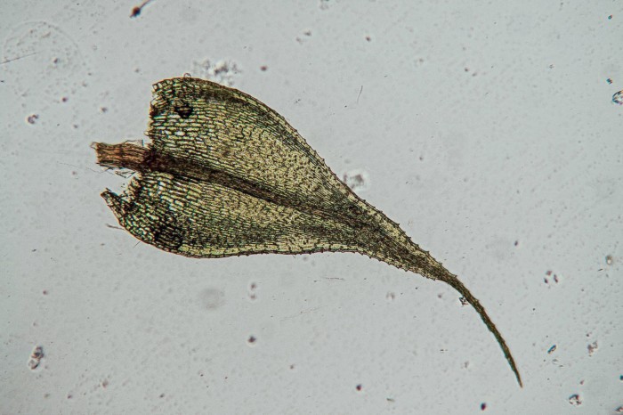 Philonotus fontana leaf