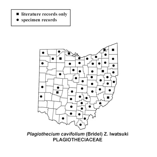 Plagiothecium-cavifolium-simplemap