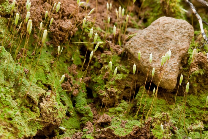 Pogonatum pensylvanicum growing on soil between rocks at someplace