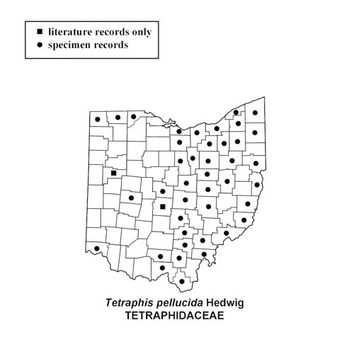 Tetraphis-pellucida-simplemap