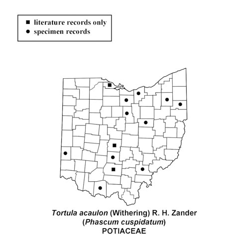 Tortula acaulon