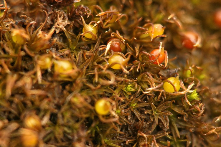 Weissia muhlenbergiana photo by Bob Klips