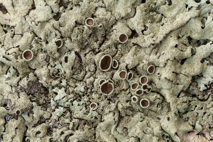 OMLA Columbiana-Xanthoparmelia-plittii-lichen