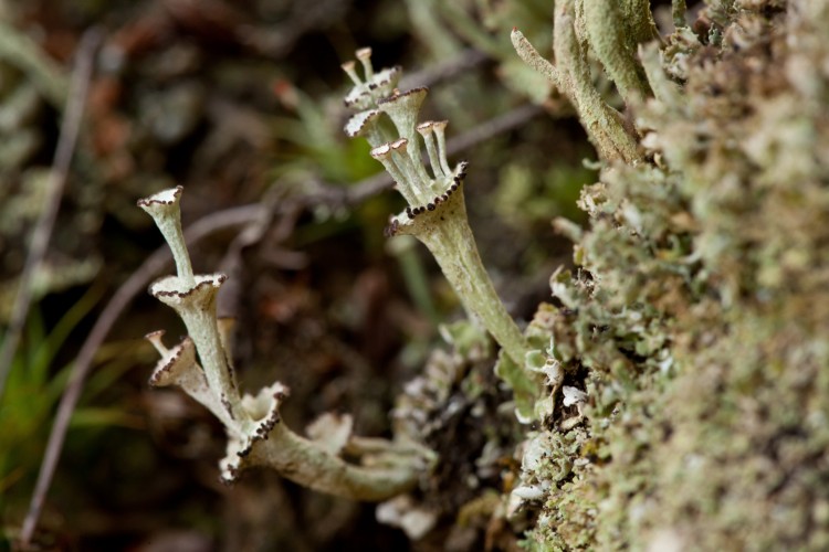 Cladonia cervicornis-01