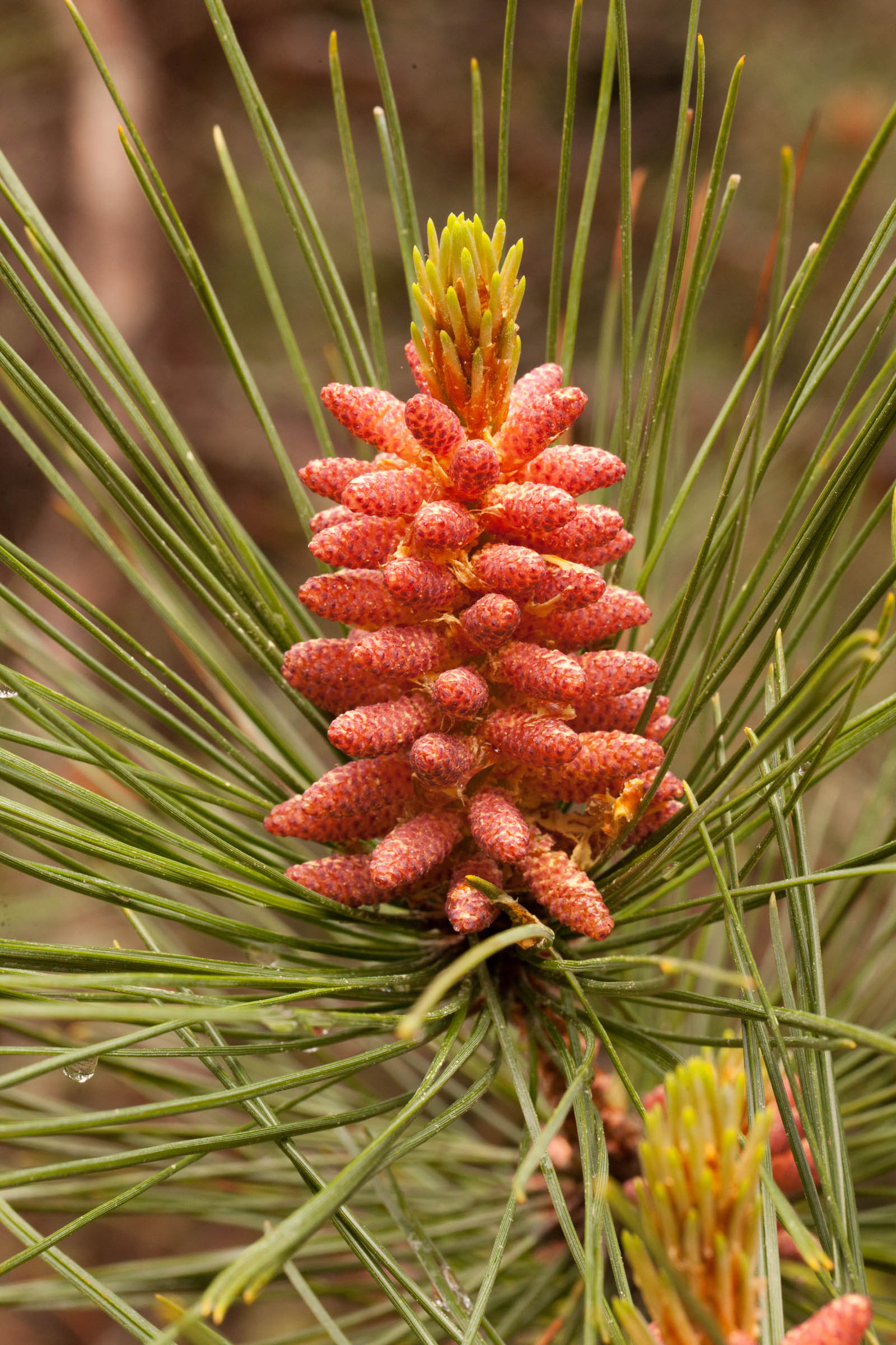 Красные хвойные. Pinus resinosa. Pinus resinosa сосна. Сосна красная/смолистая (Pinus resinosa). Pinus resinosa шишки.