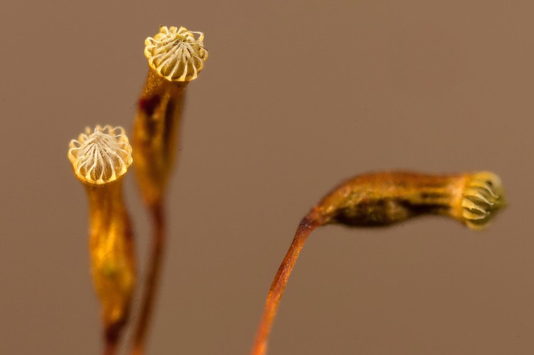 Aulacomnium heterostichum photo by Bob Klips