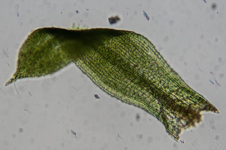 Desmatodon porteri leaf photo by Bob Klips