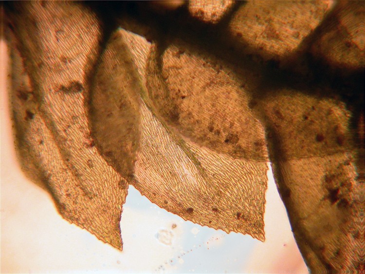Eurhynchium hians photo by Bob Klips