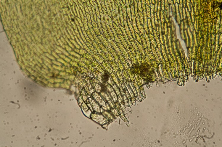 Hypnum lindbergii photo by Bob Klips