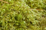 Loeskeobryum brevirostre