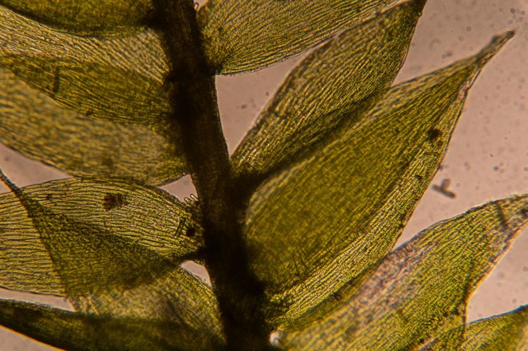Plagiothecium cavifolium  photo by Bob Klips