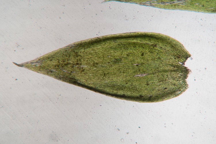 Plagiothecium cavifolium photo by Bob Klips