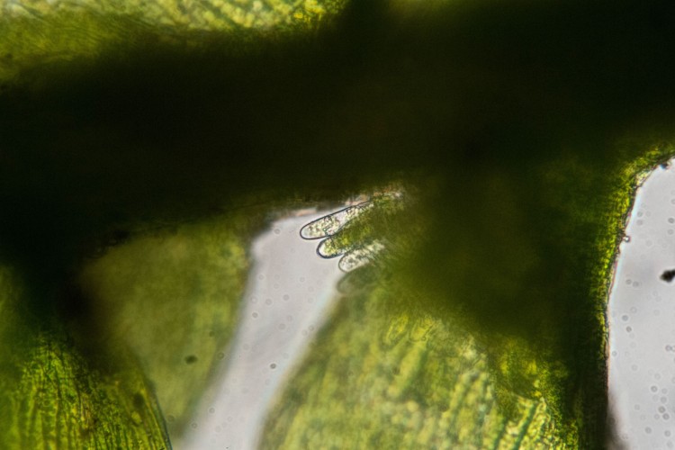 moss-Plagiothecium cavifolium – Ohio Moss and Lichen Association