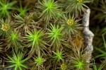 Polytrichum commune