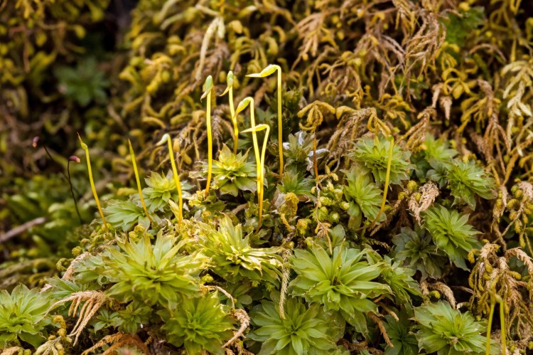 Rhodobryum ontariense photo by Bob Klips