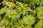 Rhodobryum ontariense