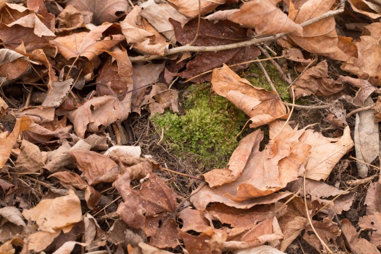 https://ohiomosslichen.org/moss-rhynchostegium-serrulatum/