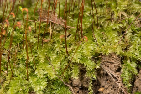 https://ohiomosslichen.org/moss-rhynchostegium-serrulatum/