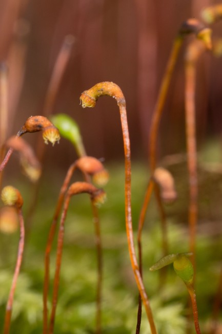 Rhynchostegium sporophytes