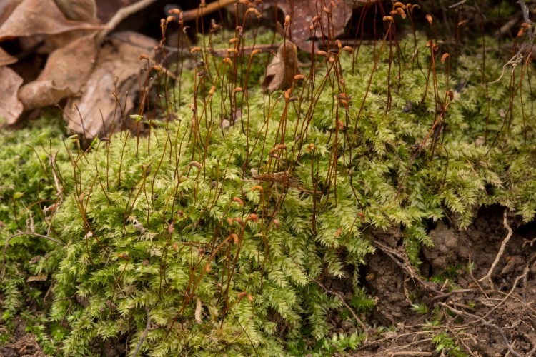 https://ohiomosslichen.org/moss-rhynchostegium-serrulatum/