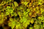 Syntrichia laevipila